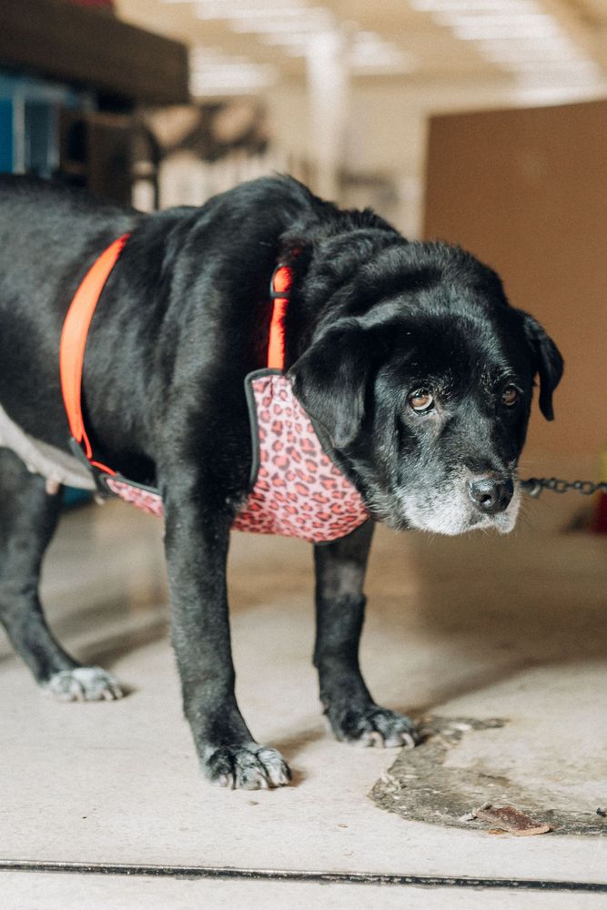 Cão