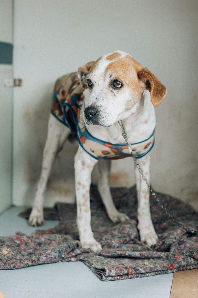 Cão