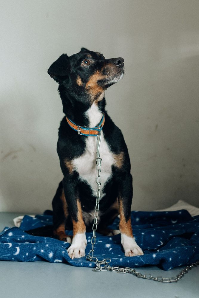 Cão