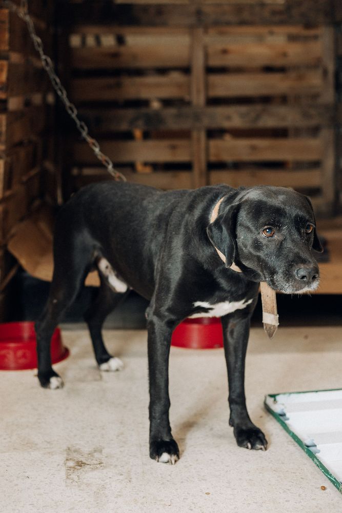 Cão