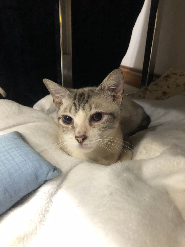 Gato