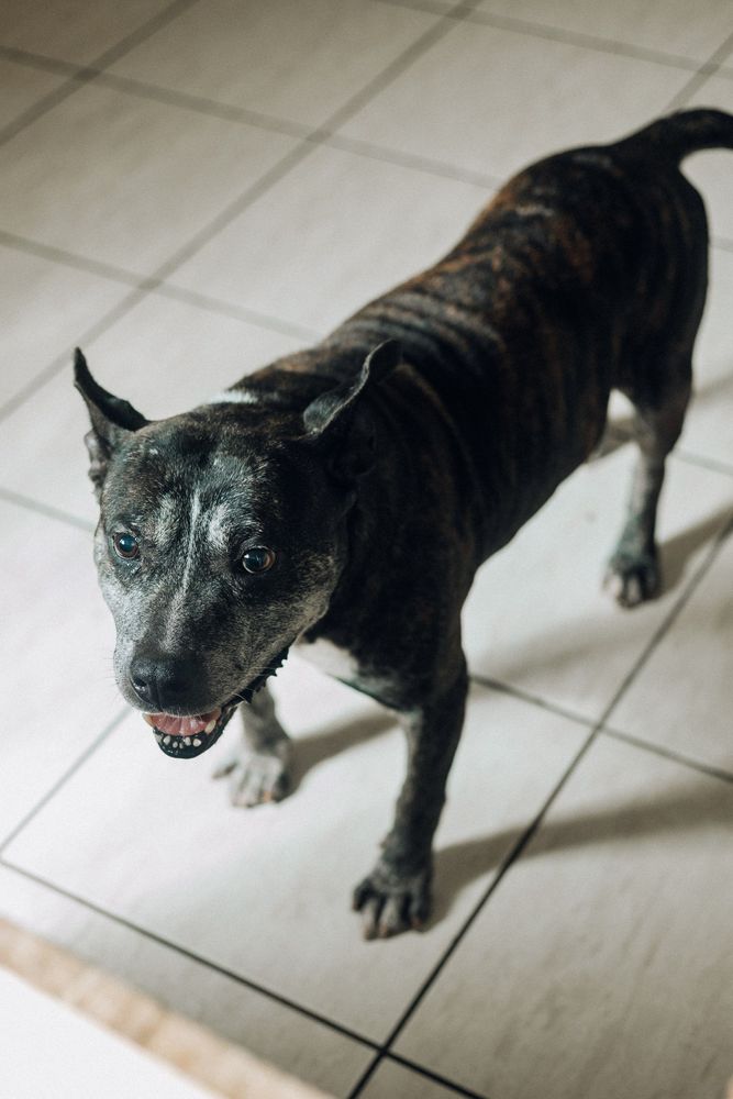 Cão