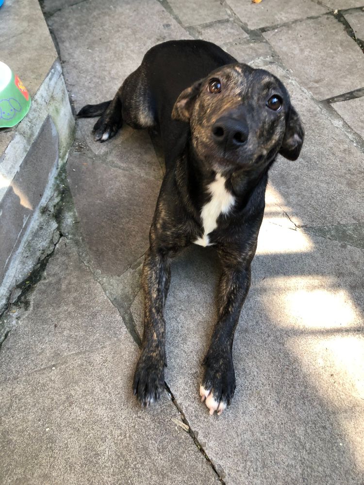 Cão