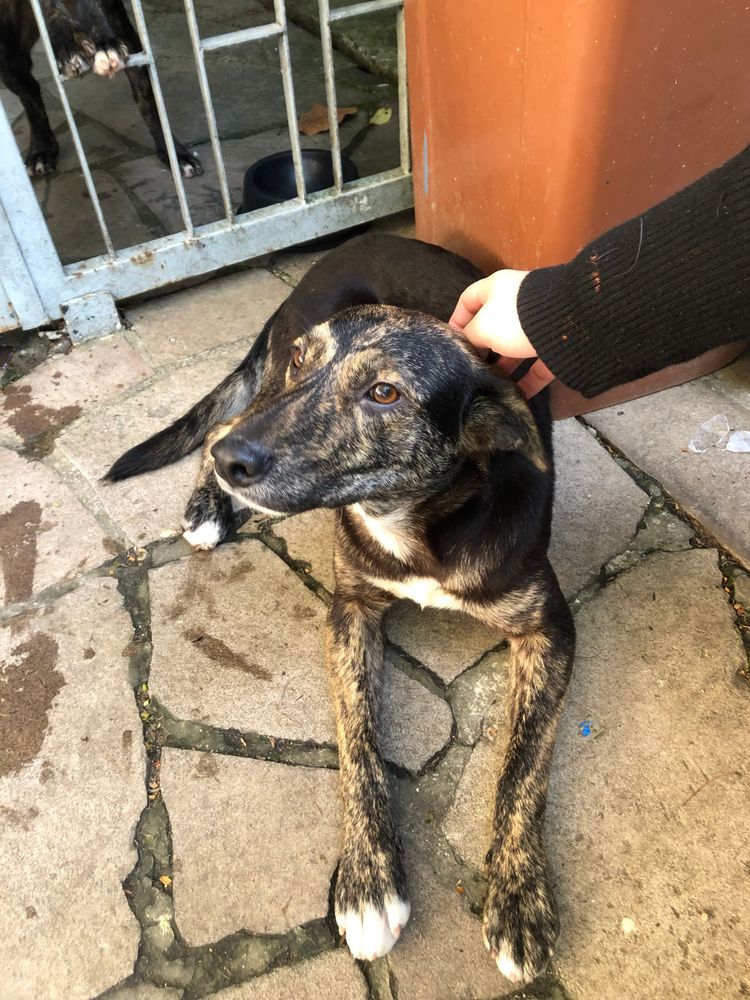 Cão
