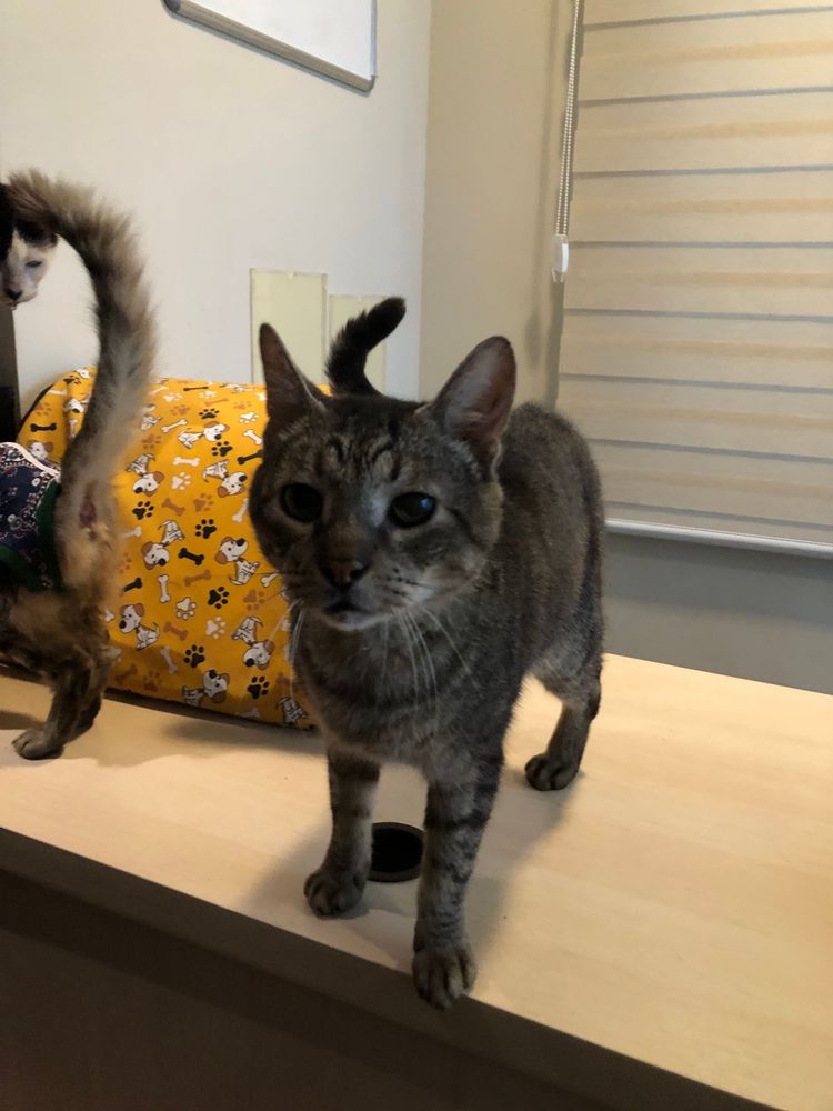 Gato