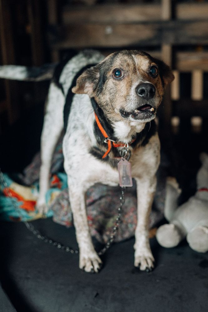 Cão