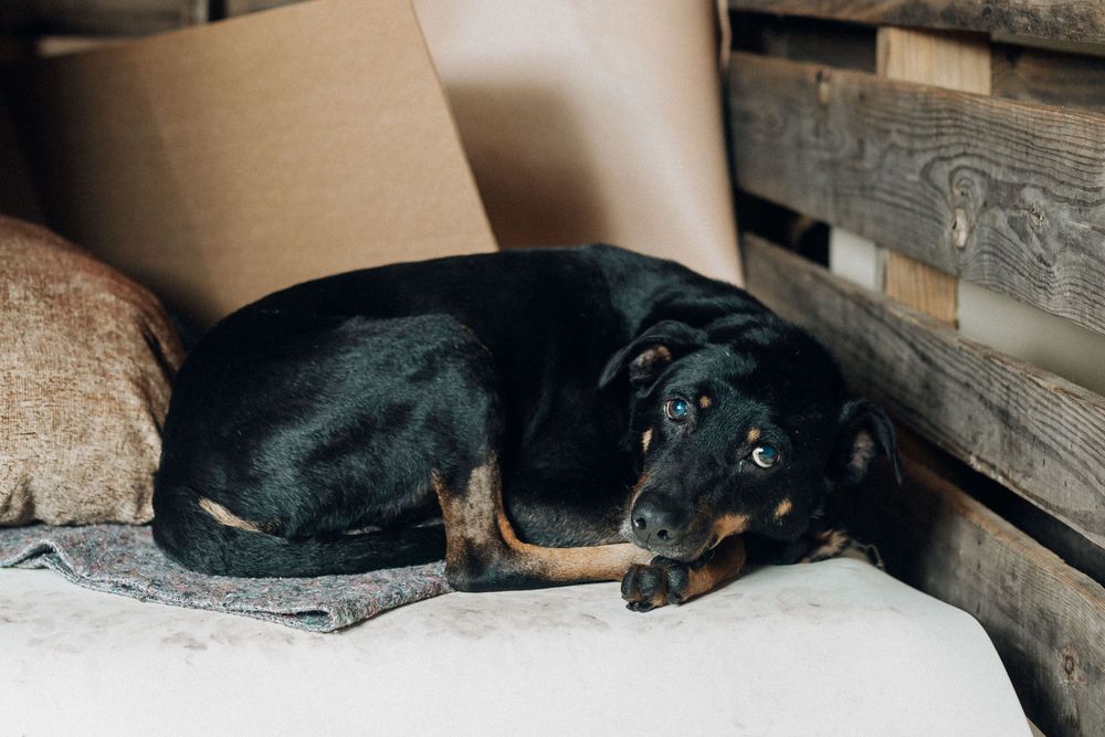 Cão