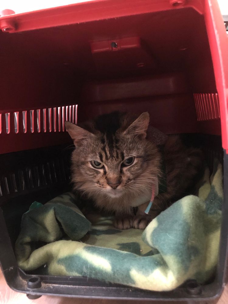 Gato