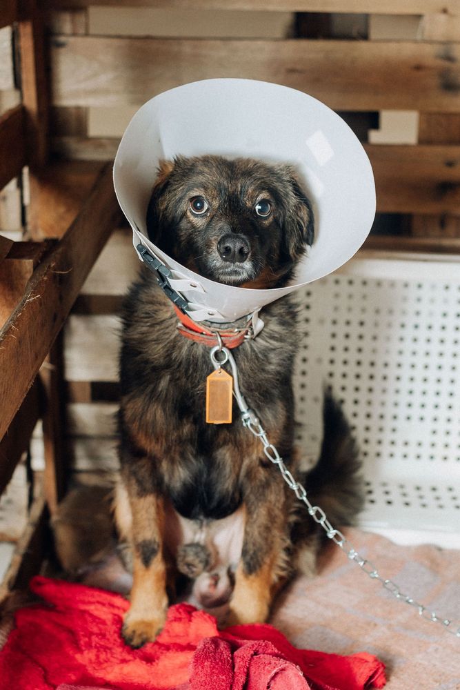 Cão