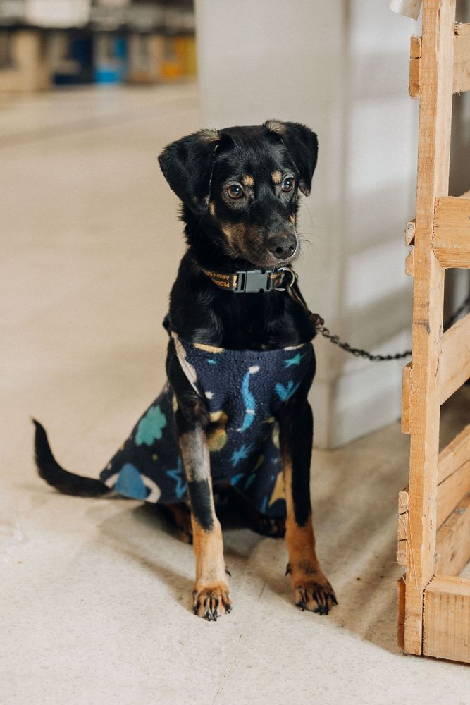 Cão