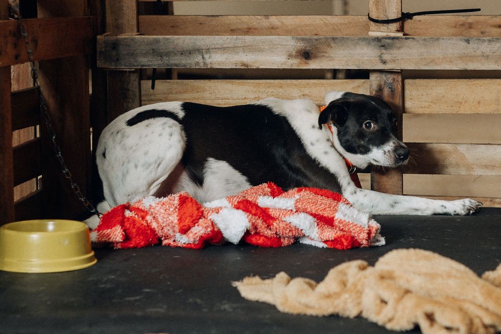 Cão