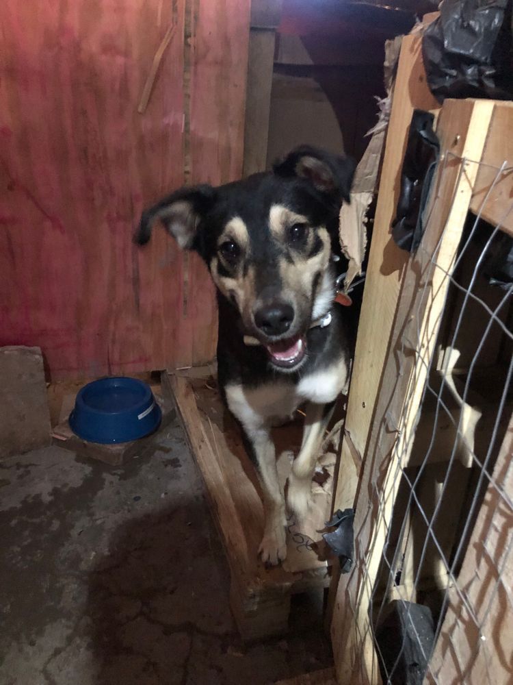 Cão