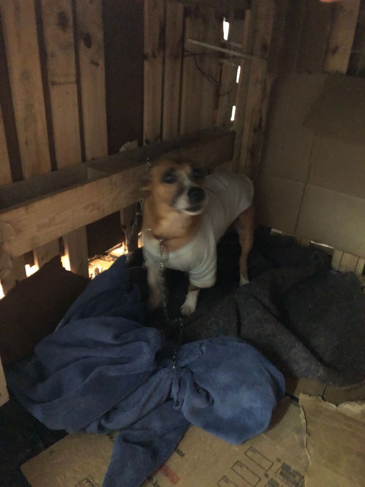 Cão