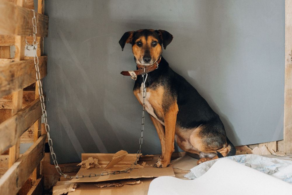 Cão