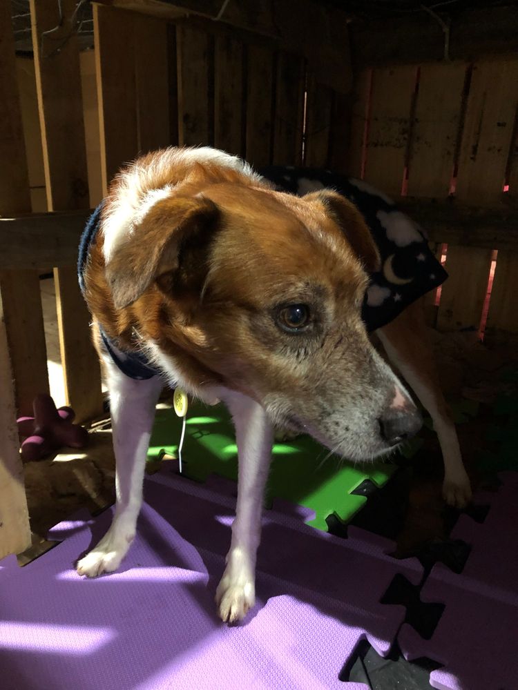 Cão