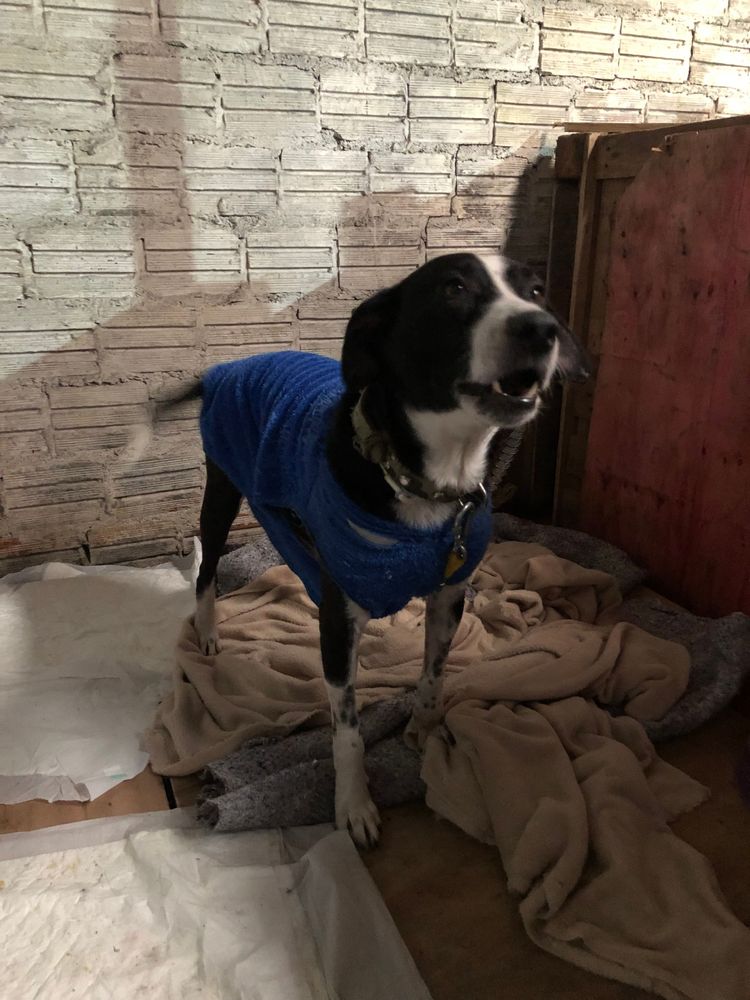 Cão
