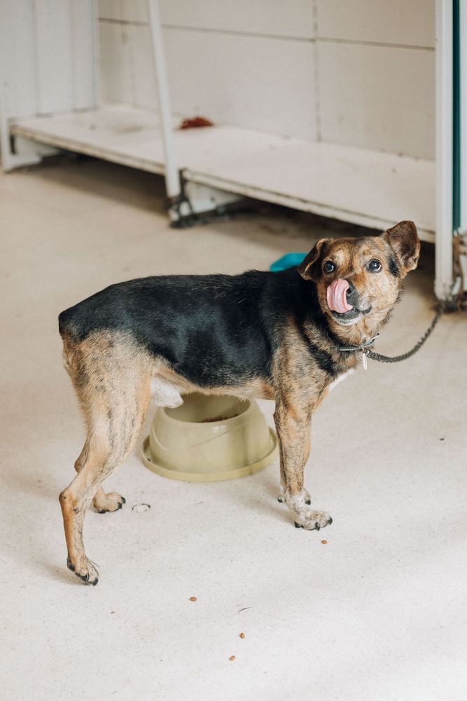 Cão