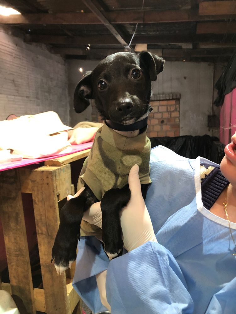 Cão