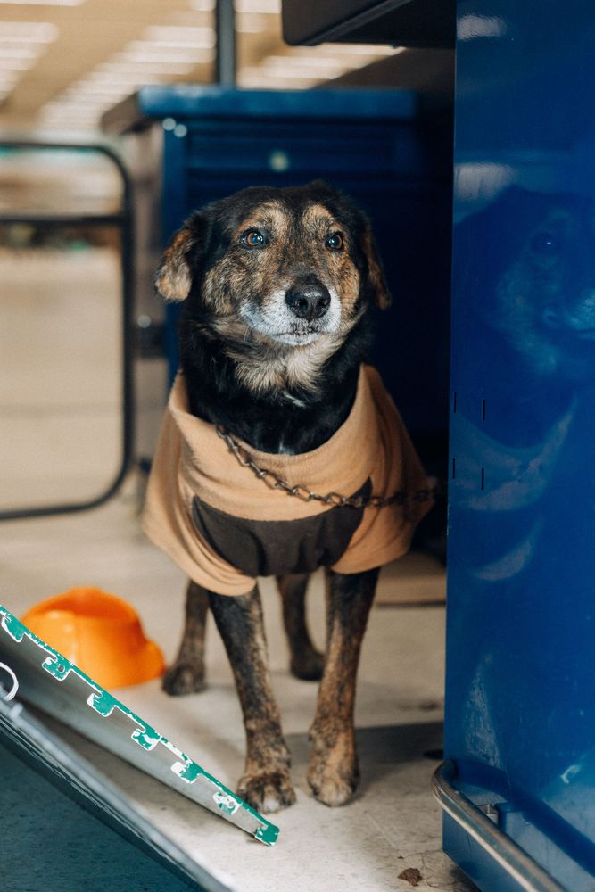 Cão
