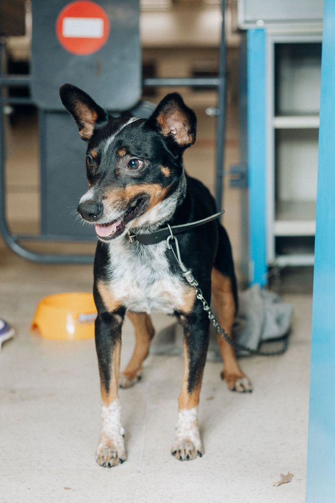 Cão