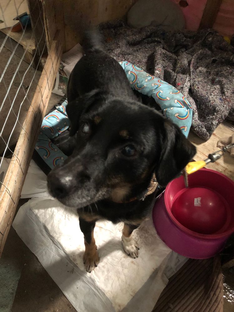 Cão