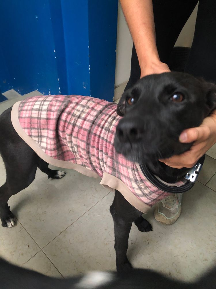 Cão
