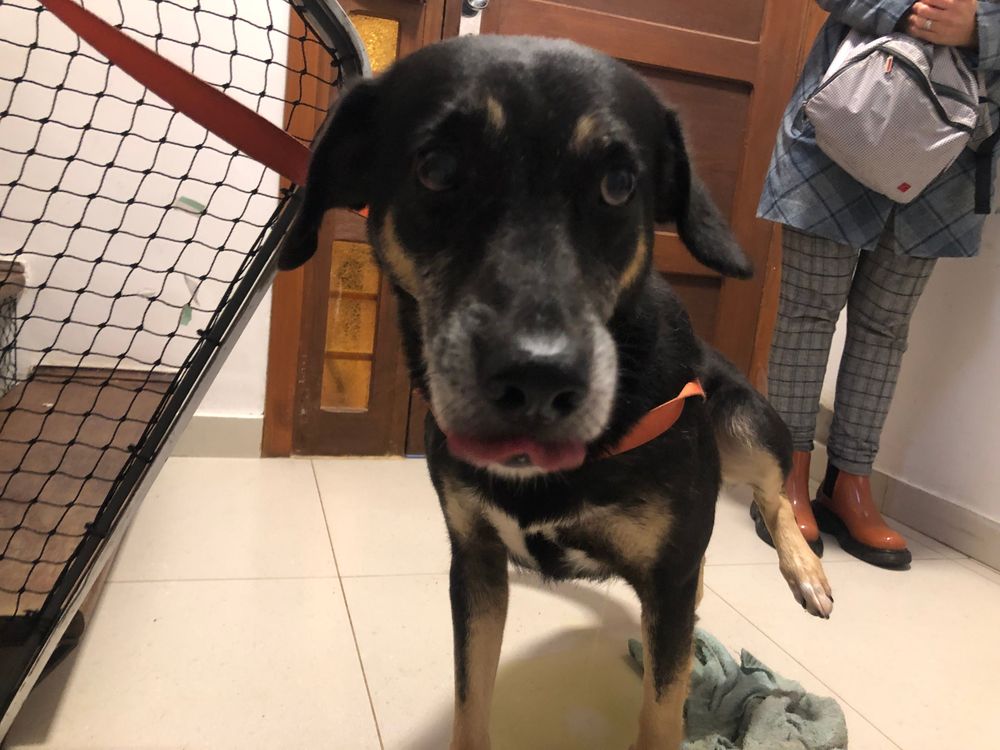 Cão