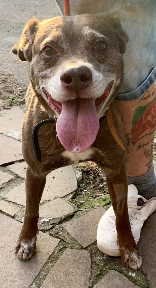 Cão