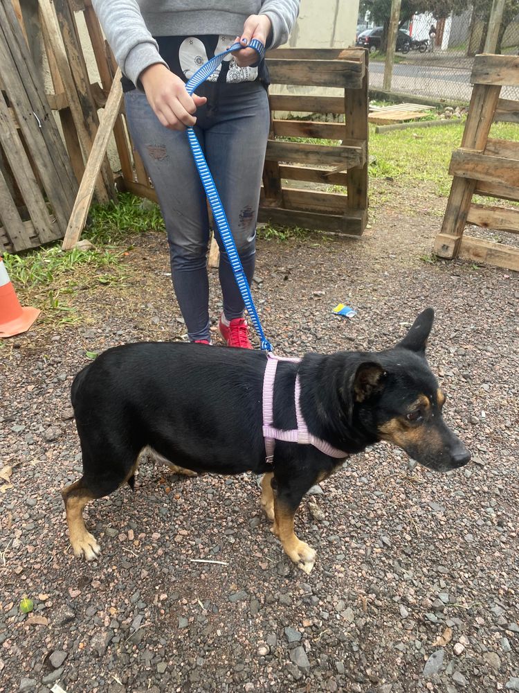 Cão