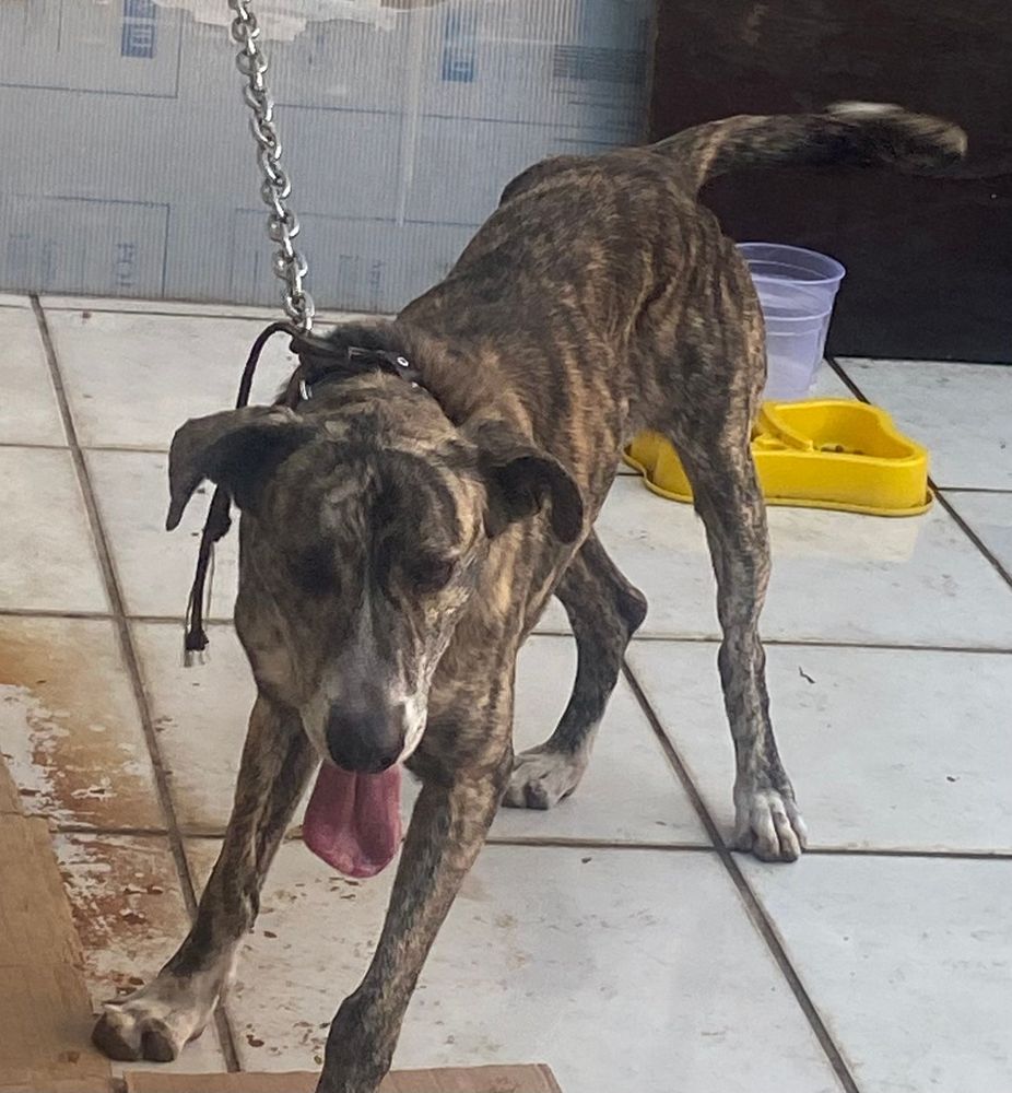 Cão