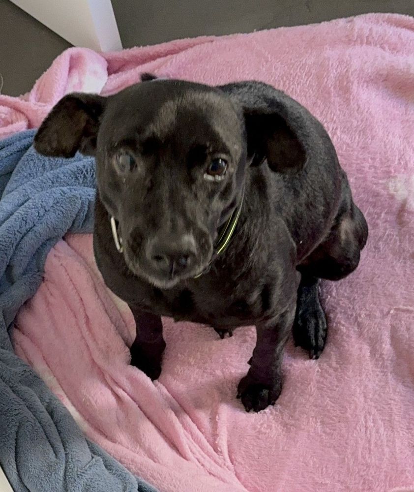 Cão