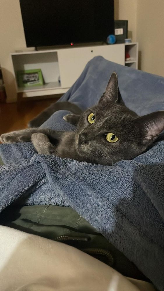 Gato