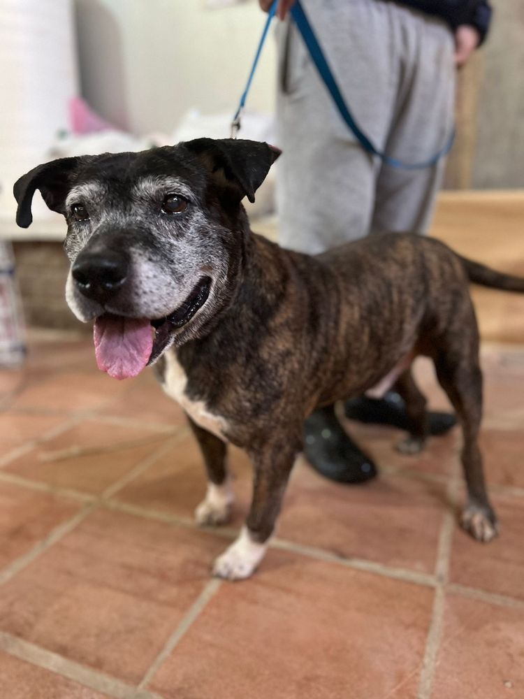 Cão