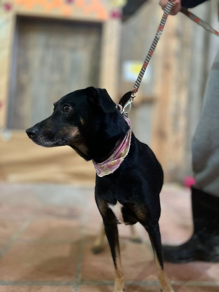 Cão