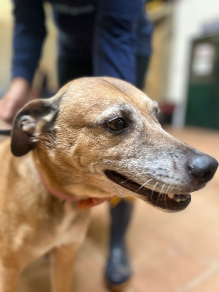Cão