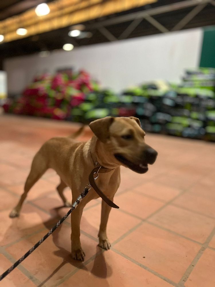 Cão