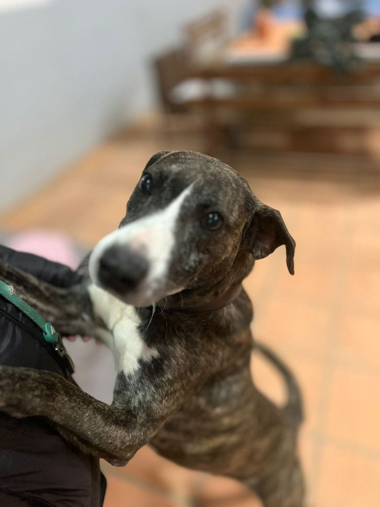 Cão