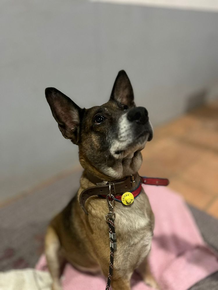 Cão