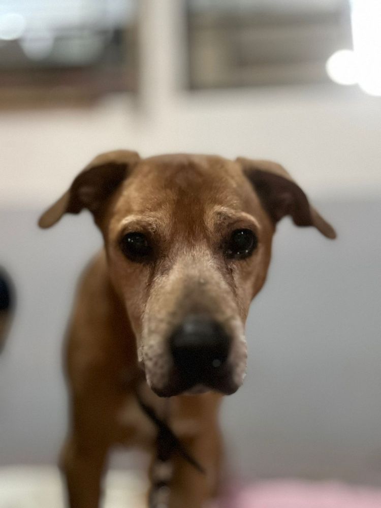Cão