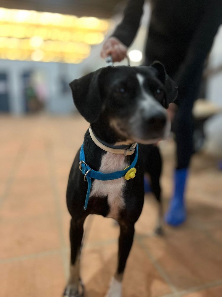 Cão