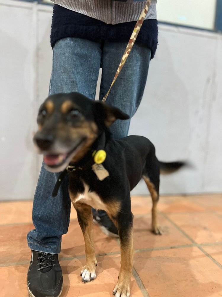 Cão