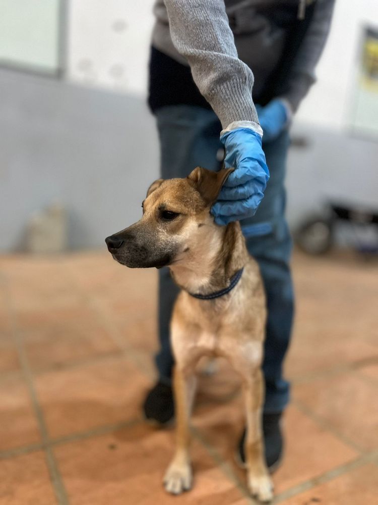Cão
