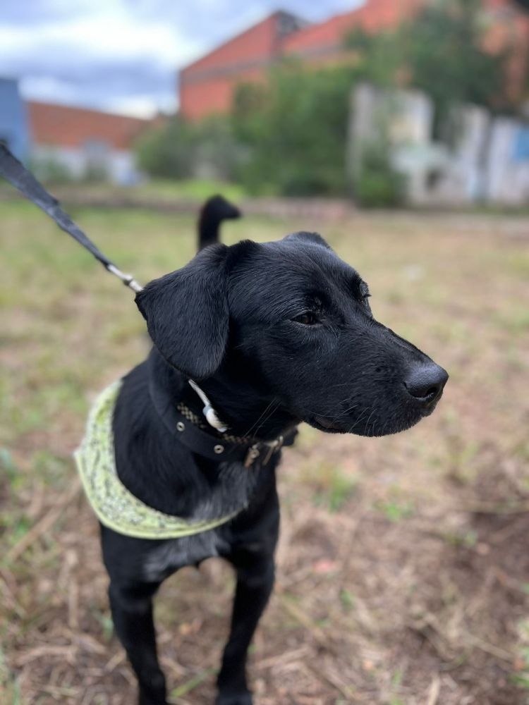 Cão