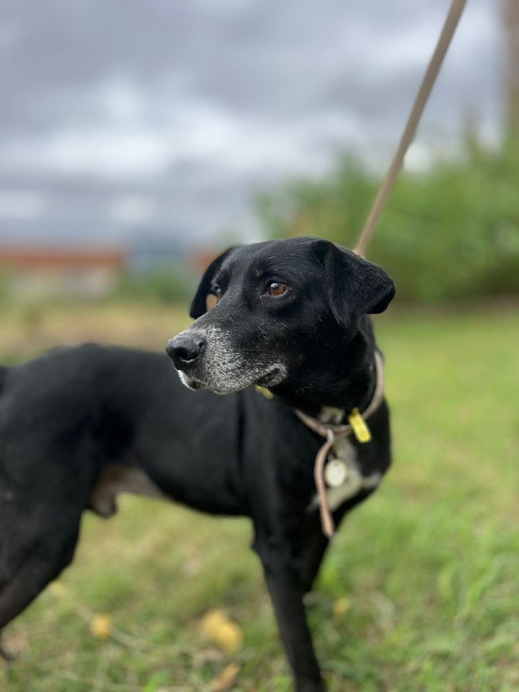 Cão