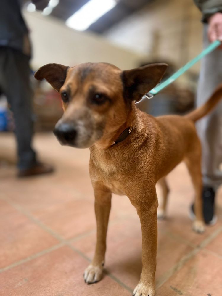 Cão