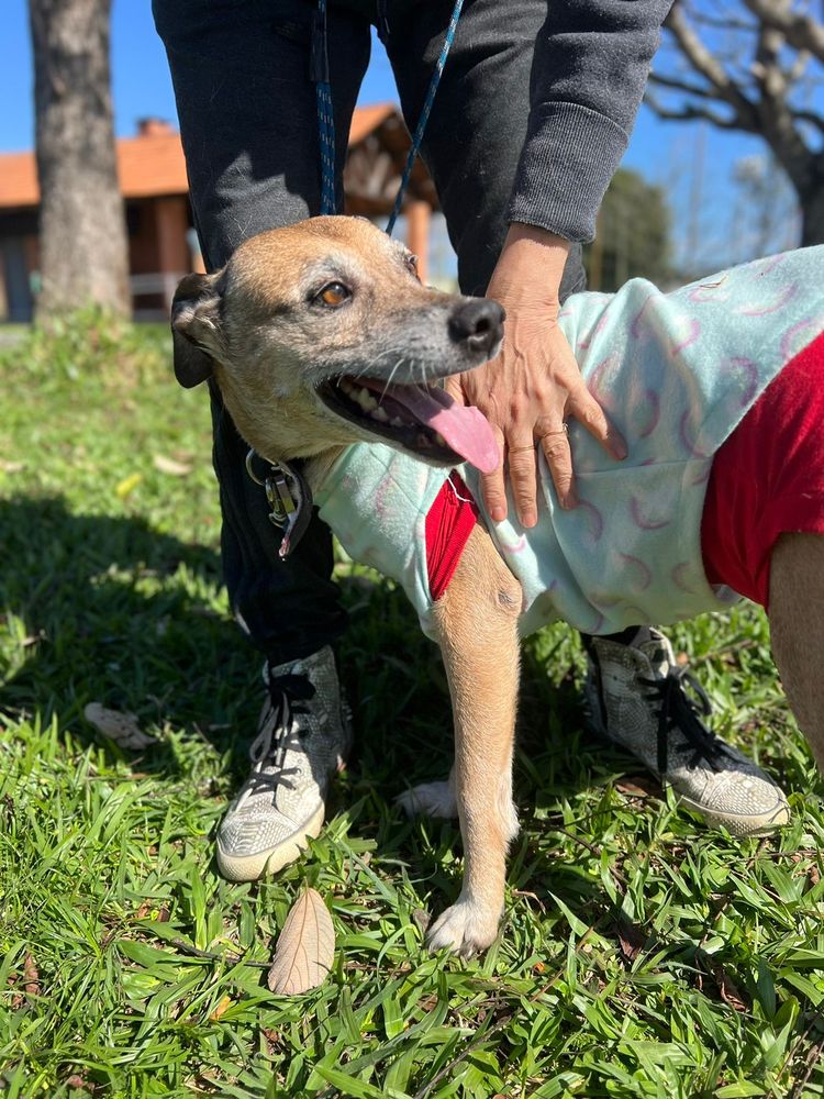 Cão
