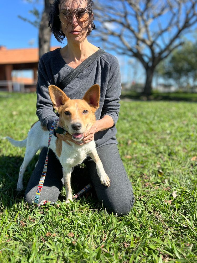 Cão