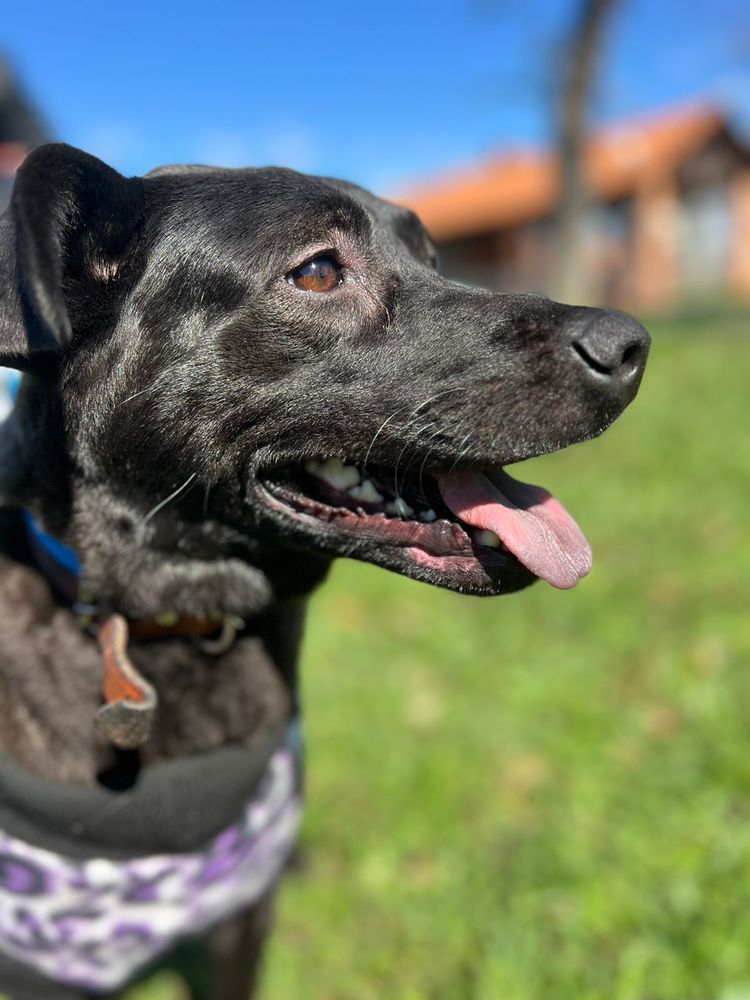 Cão