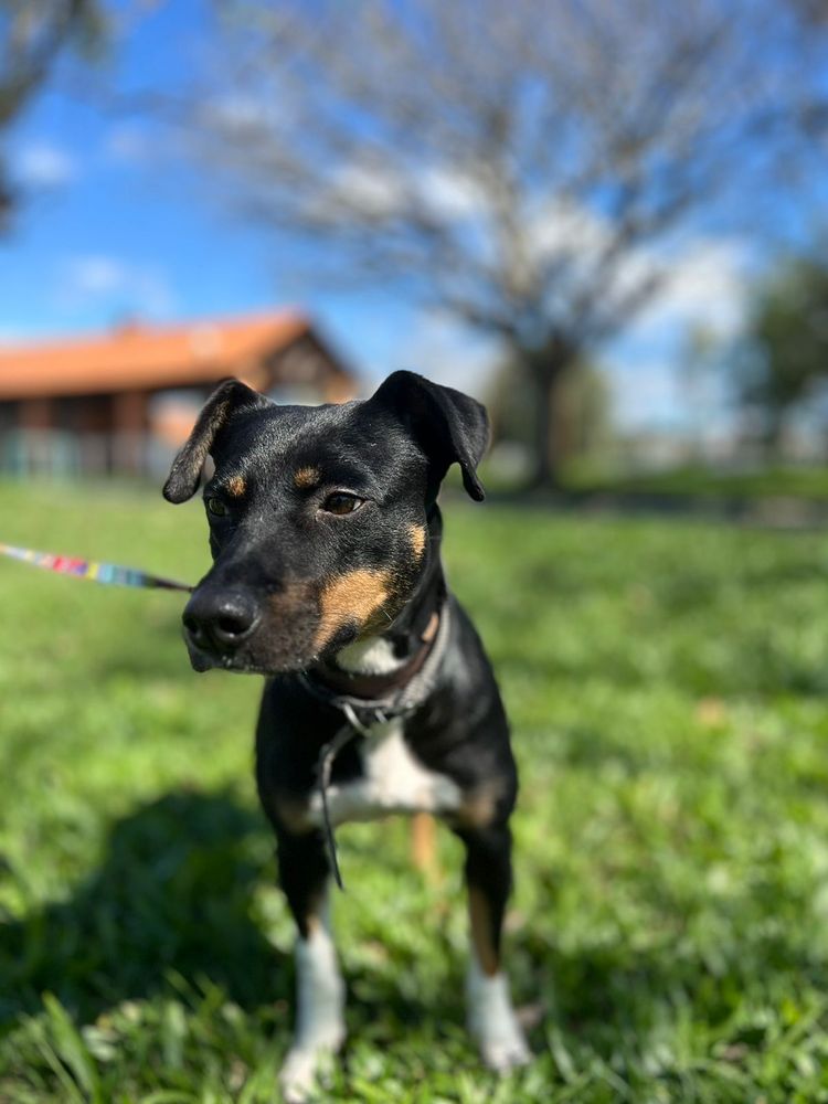 Cão