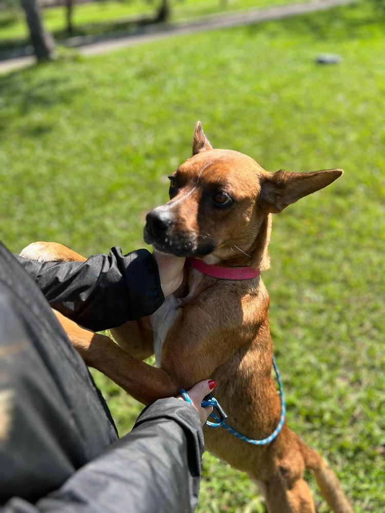 Cão